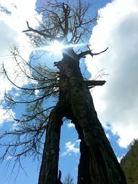 Low angle view of sculpture on tree against sky