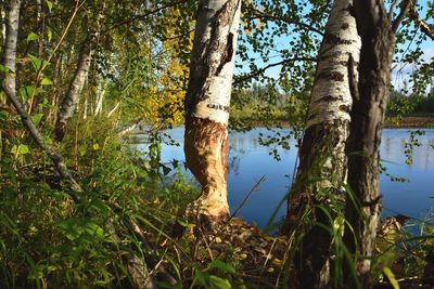 Trees growing by lake