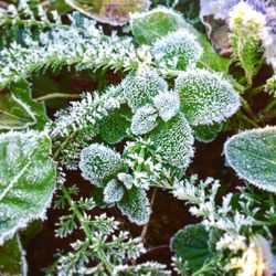 Close-up of frozen plant