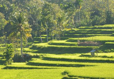 Scenic view of trees on field