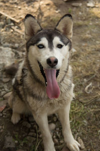 High angle portrait of dog on field