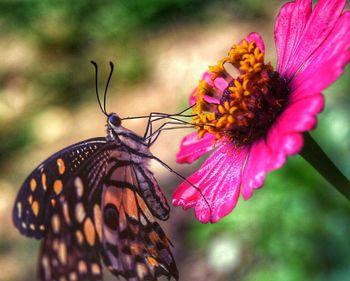 Close-up of butterfly on zinnia