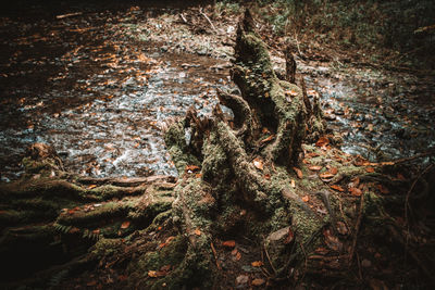 Trees growing in forest