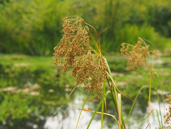 Close-up of flowering plant on land