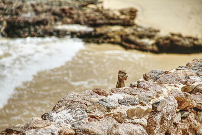 Squirrel on rock at sea