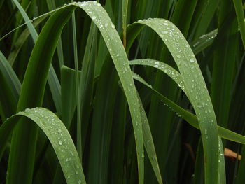 Close-up of water drops on grass