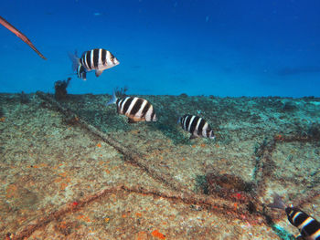 View of fishes swimming in sea