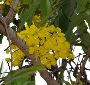 Low angle view of yellow flowers