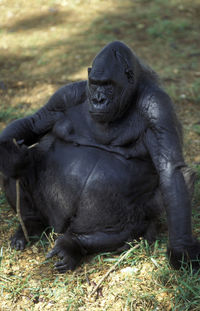 High angle view of gorilla sitting on field