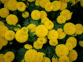 Yellow marigold flower garden