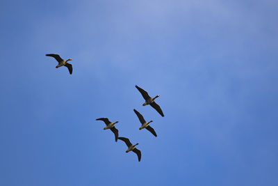 Low angle view of birds flying against blue sky