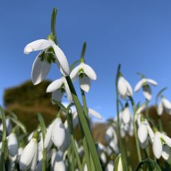 Close-up of white flowering plant against clear blue sky