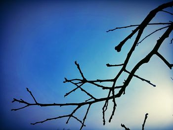 Low angle view of bare tree against clear blue sky