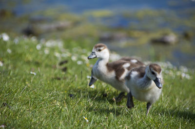 Bird on field