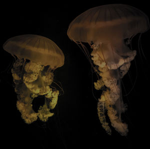 Close-up of jellyfish against black background