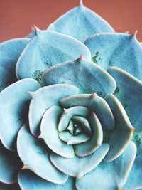 Close-up of rose bud