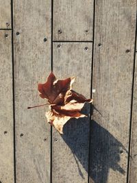 High angle view of dry leaf on wood