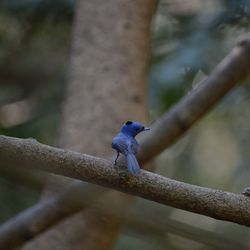 Low angle view of bird perching on branch