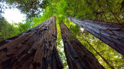 Low angle view of trees in forest