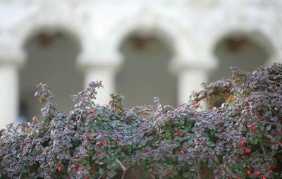 Close-up of flowering plants in garden