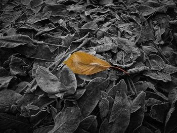 Close-up of maple leaf