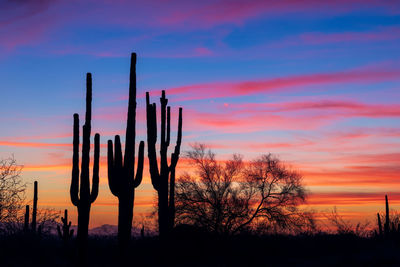 Saguaro cactus silhouettes in the desert at sunset in phoenix, arizona.
