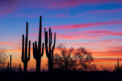 Silhouette cactus plants on field against sky during sunset