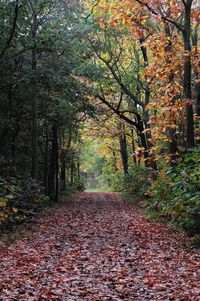 Footpath amidst trees in forest during autumn