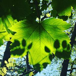 Low angle view of leaves on tree during sunny day