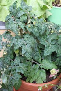 Close-up of plant