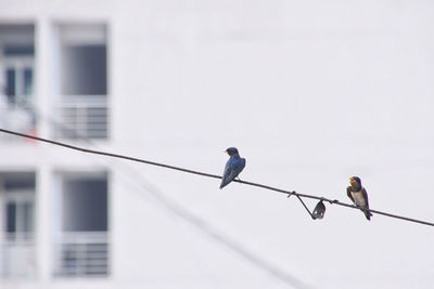 Low angle view of birds perching on cable