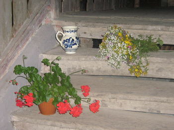 Flower plants