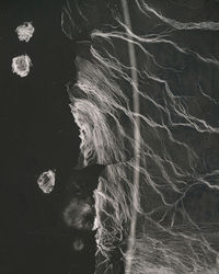 Close-up of leaf floating on water