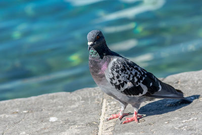 Close-up of bird perching on retaining wall