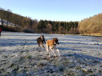 Dogs running in snow on field