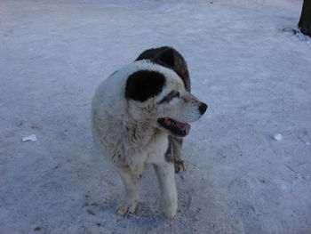 Close-up of dog on sand