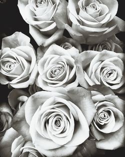 Close-up of roses