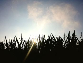 Low angle view of trees on field against sky