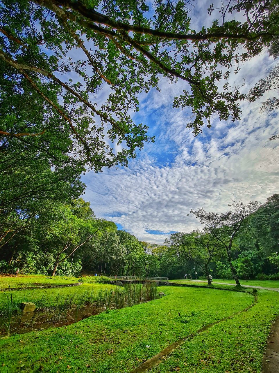 SCENIC VIEW OF TREES GROWING ON FIELD AGAINST SKY