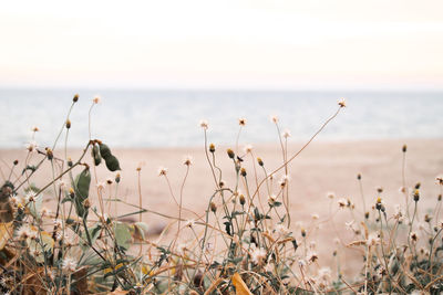 Close-up of plants on beach against sky