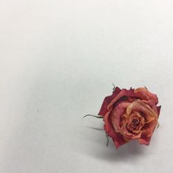 Close-up of red flower over white background