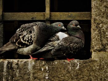 Close-up of birds perching