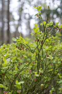 plant
