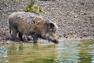 View of drinking water in lake