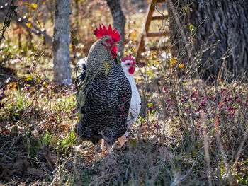 Rooster on plants