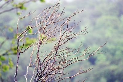 Close-up of plant against sky