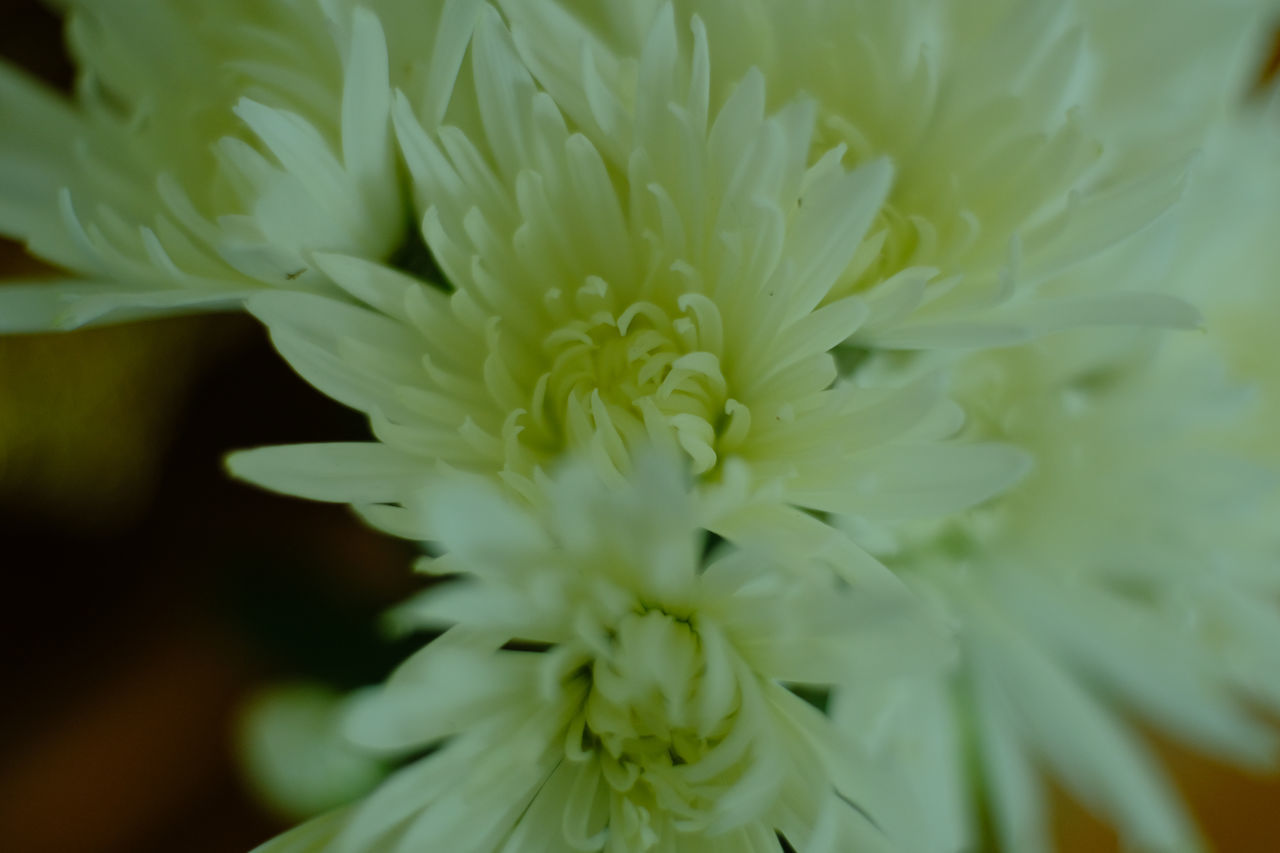 CLOSE-UP OF WHITE FLOWER