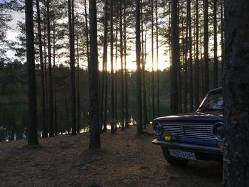 Empty road amidst trees in forest