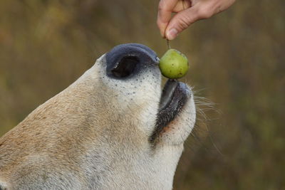 Close-up of hand feeding horse