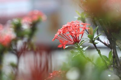 Close-up of red flowering plant